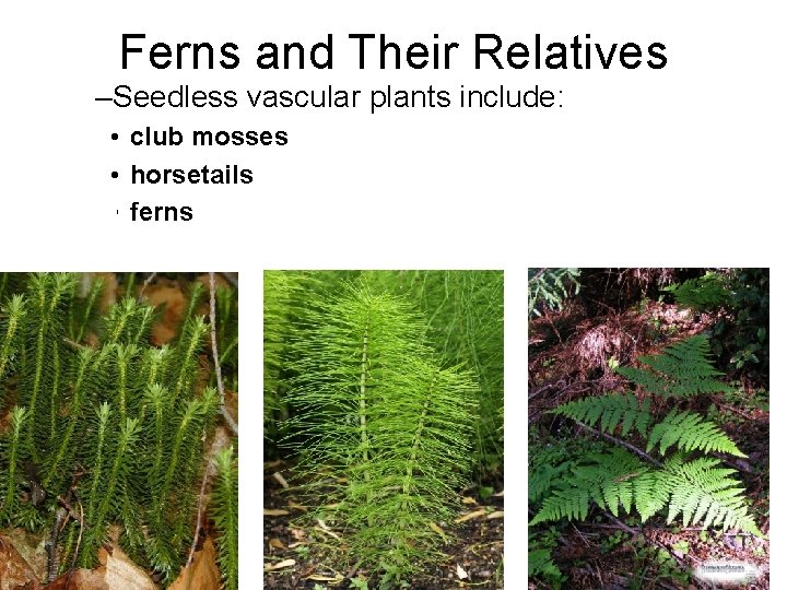 Ferns and Their Relatives –Seedless vascular plants include: • club mosses • horsetails • Ferns and Their Relatives –Seedless vascular plants include: • club mosses • horsetails •
