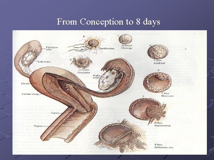 From Conception to 8 days 