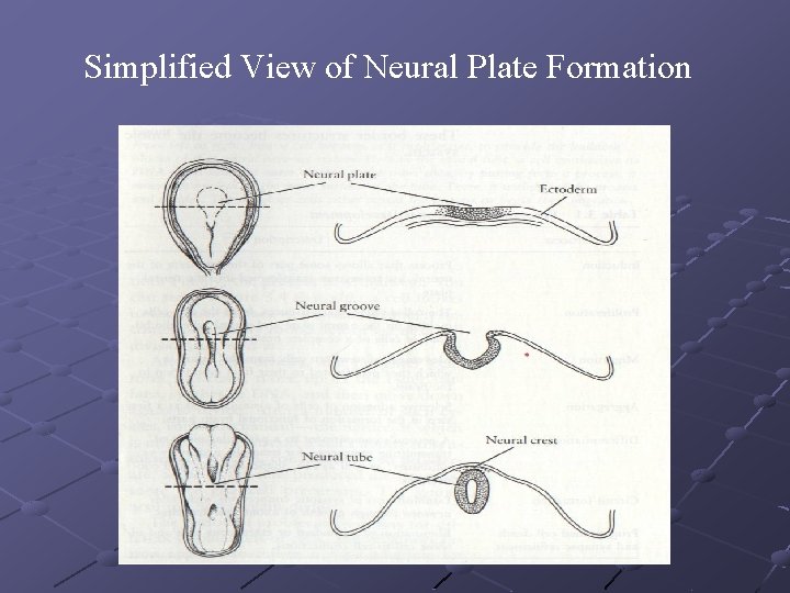 Simplified View of Neural Plate Formation 