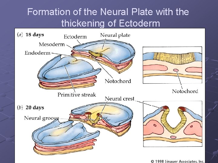 Formation of the Neural Plate with the thickening of Ectoderm 