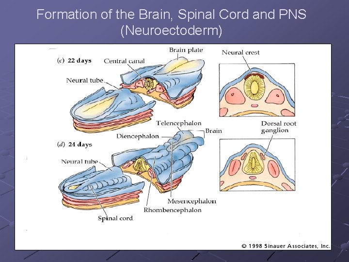 Formation of the Brain, Spinal Cord and PNS (Neuroectoderm) 