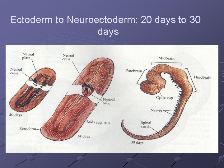 Ectoderm to Neuroectoderm: 20 days to 30 days 