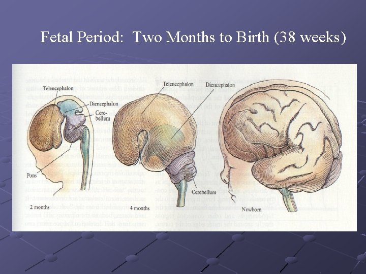 Fetal Period: Two Months to Birth (38 weeks) 