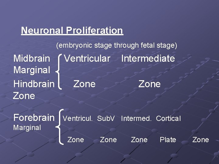 Neuronal Proliferation (embryonic stage through fetal stage) Midbrain Ventricular Marginal Hindbrain Zone Forebrain Intermediate