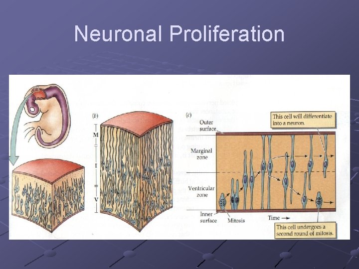 Neuronal Proliferation 