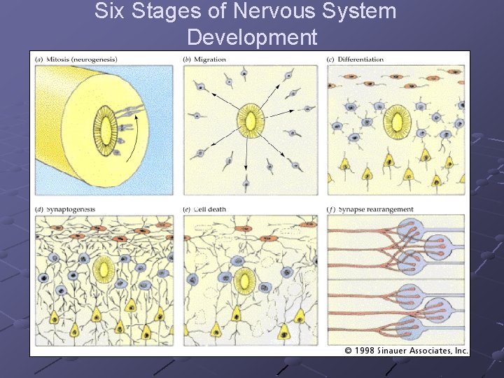 Six Stages of Nervous System Development 