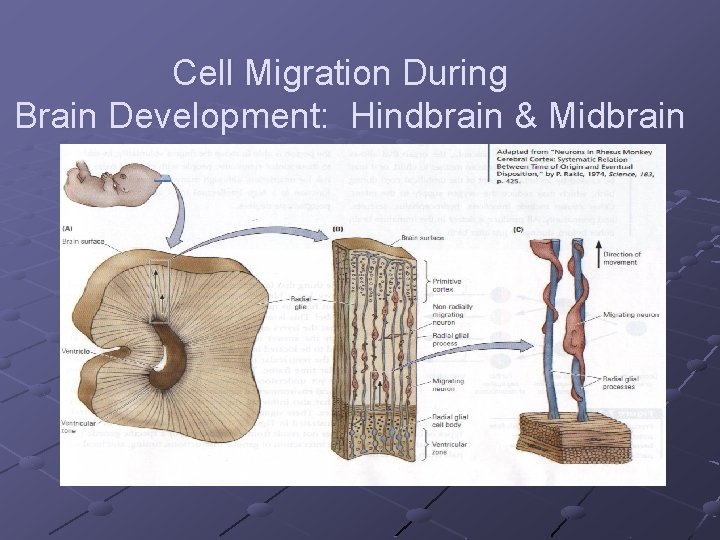 Cell Migration During Brain Development: Hindbrain & Midbrain 