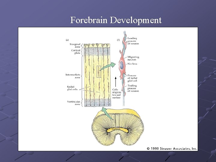 Forebrain Development 