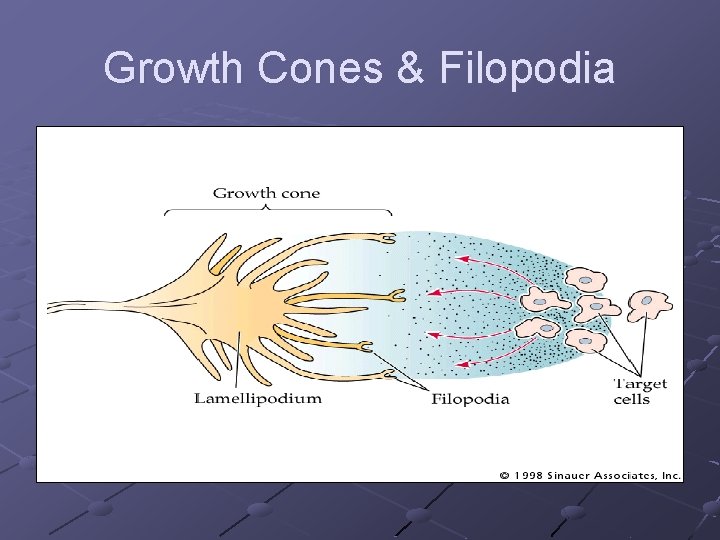 Growth Cones & Filopodia 