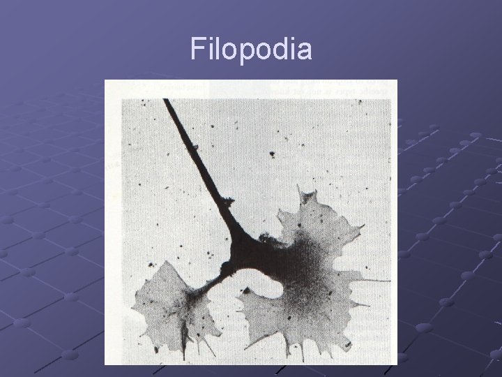 Filopodia 