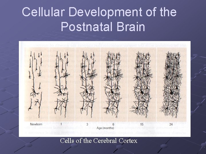 Cellular Development of the Postnatal Brain Cells of the Cerebral Cortex 