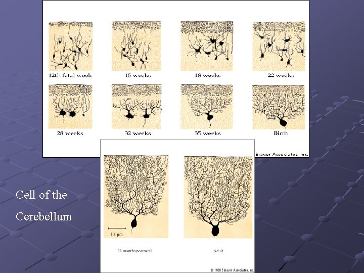 Cell of the Cerebellum 