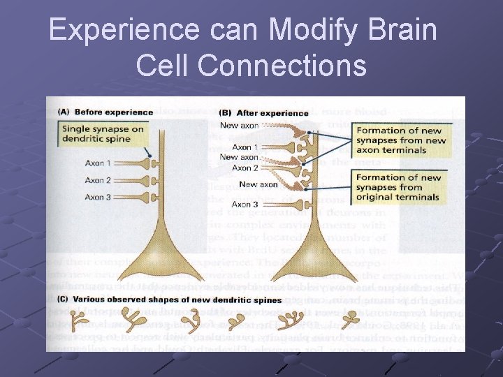 Experience can Modify Brain Cell Connections 