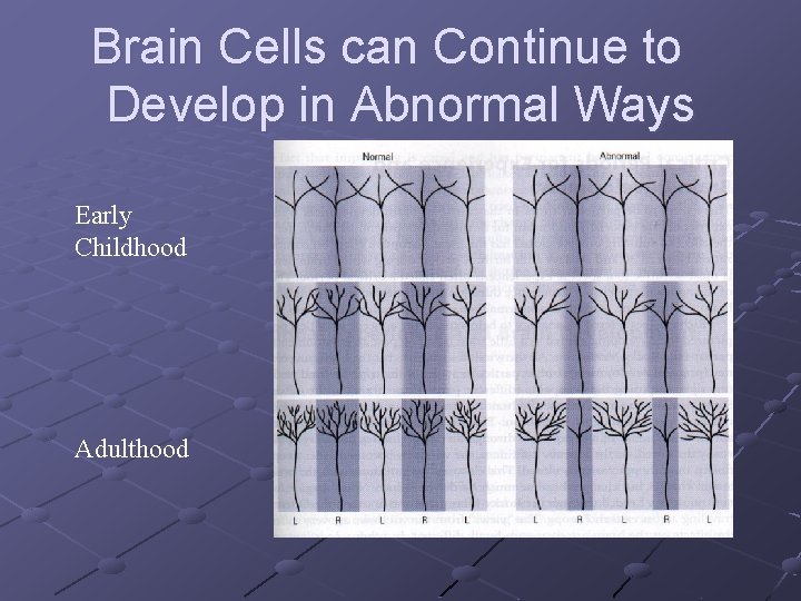 Brain Cells can Continue to Develop in Abnormal Ways Early Childhood Adulthood 