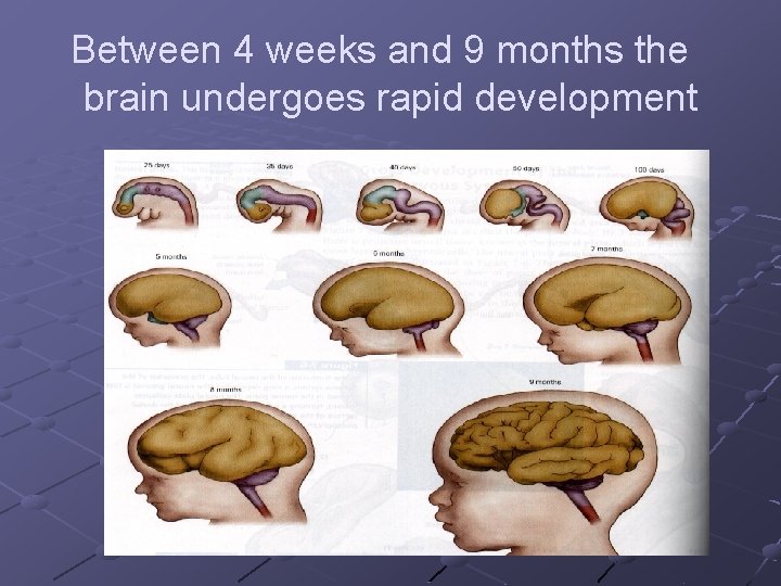 Between 4 weeks and 9 months the brain undergoes rapid development 