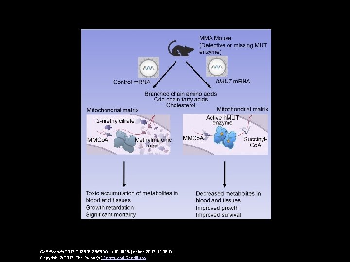 Cell Reports 2017 213548 -3558 DOI: (10. 1016/j. celrep. 2017. 11. 081) Copyright ©