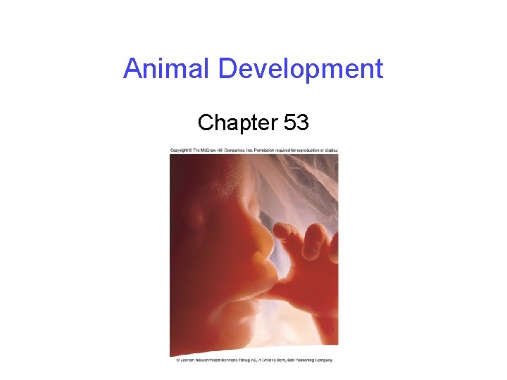 Animal Development Chapter 53 