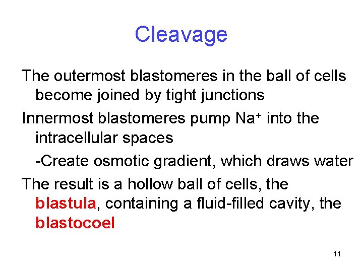 Cleavage The outermost blastomeres in the ball of cells become joined by tight junctions