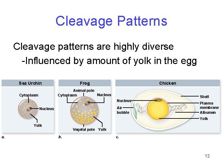 Cleavage Patterns Cleavage patterns are highly diverse -Influenced by amount of yolk in the