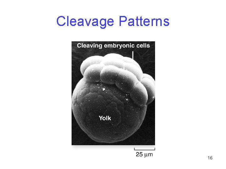 Cleavage Patterns 16 