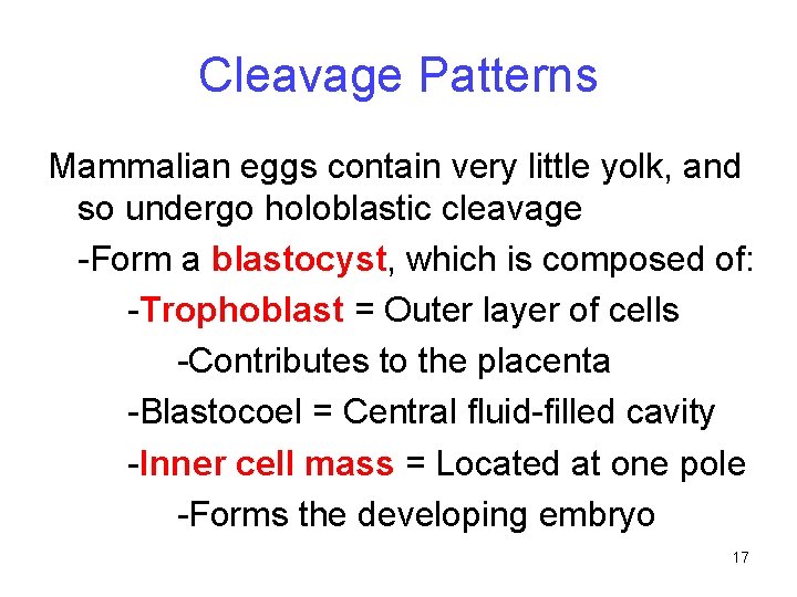 Cleavage Patterns Mammalian eggs contain very little yolk, and so undergo holoblastic cleavage -Form