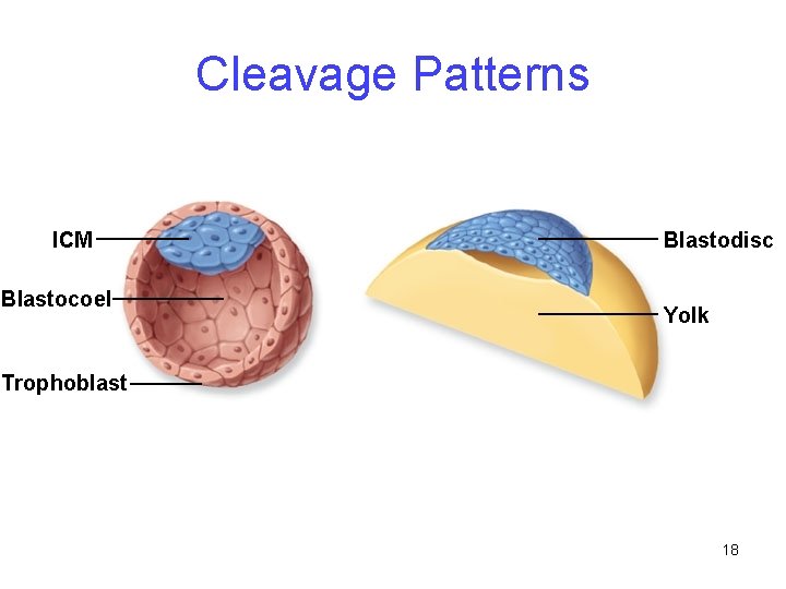 Cleavage Patterns ICM Blastocoel Blastodisc Yolk Trophoblast 18 