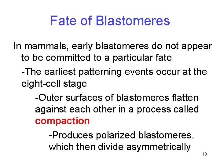 Fate of Blastomeres In mammals, early blastomeres do not appear to be committed to