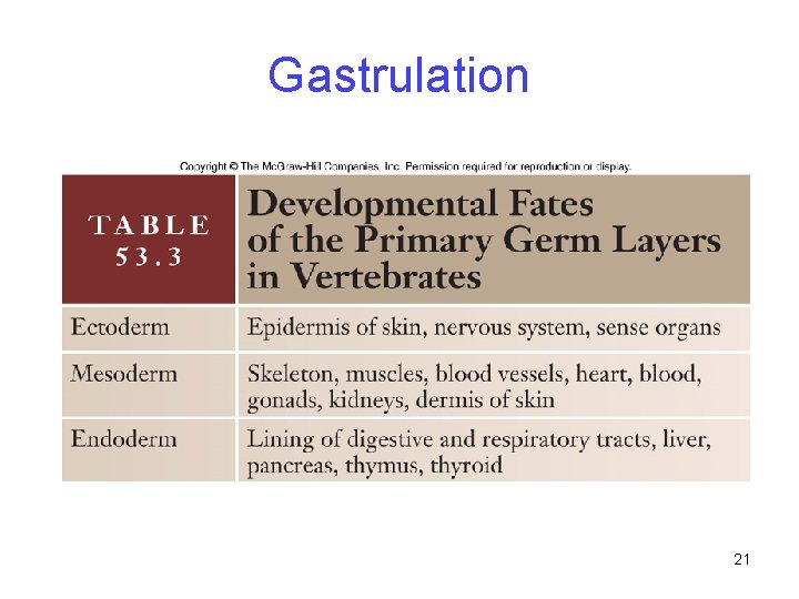 Gastrulation 21 