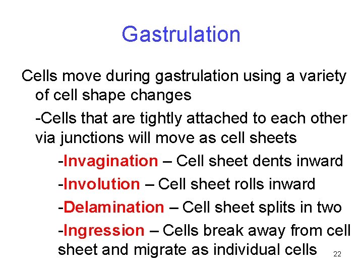 Gastrulation Cells move during gastrulation using a variety of cell shape changes -Cells that