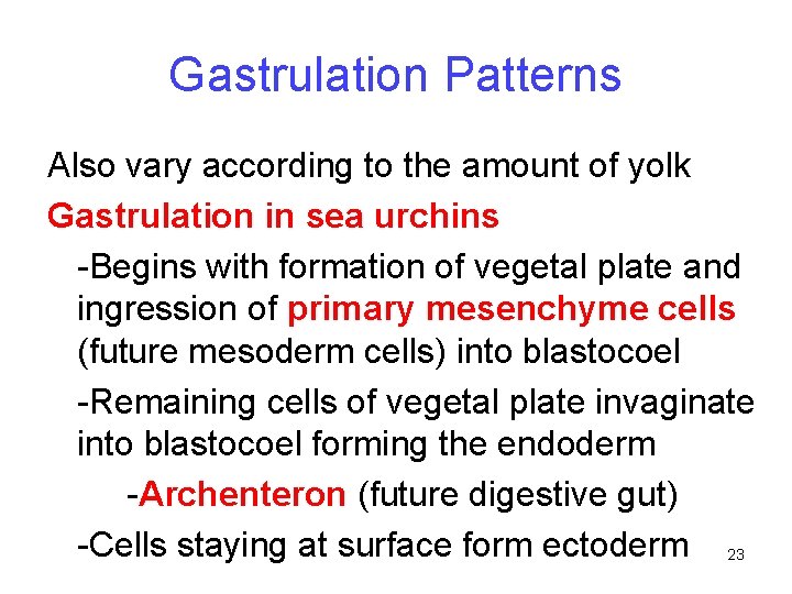 Gastrulation Patterns Also vary according to the amount of yolk Gastrulation in sea urchins