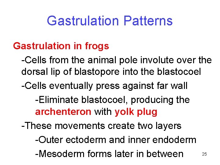 Gastrulation Patterns Gastrulation in frogs -Cells from the animal pole involute over the dorsal