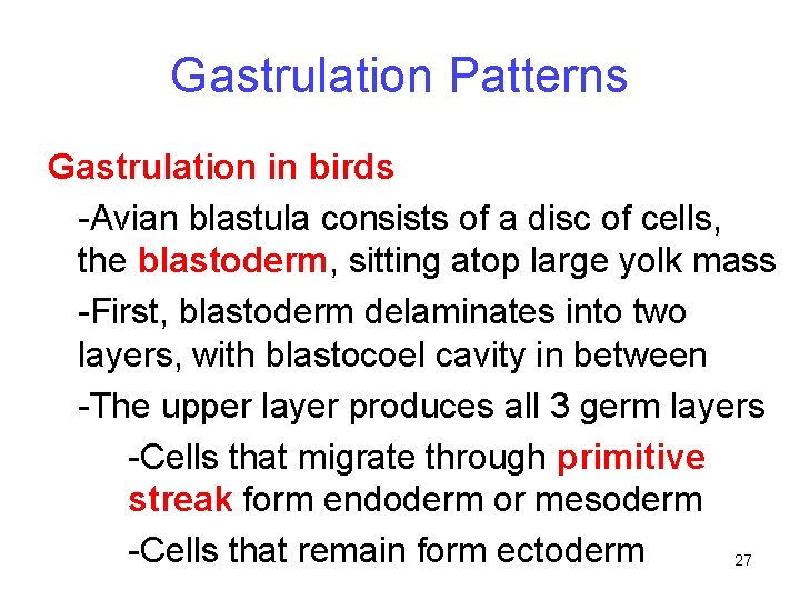 Gastrulation Patterns Gastrulation in birds -Avian blastula consists of a disc of cells, the