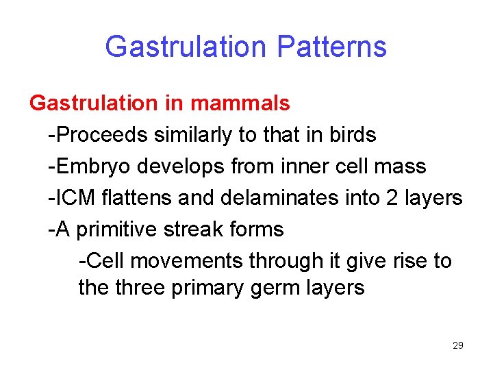 Gastrulation Patterns Gastrulation in mammals -Proceeds similarly to that in birds -Embryo develops from