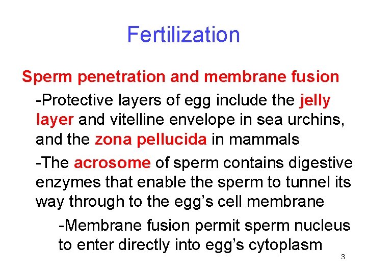 Fertilization Sperm penetration and membrane fusion -Protective layers of egg include the jelly layer