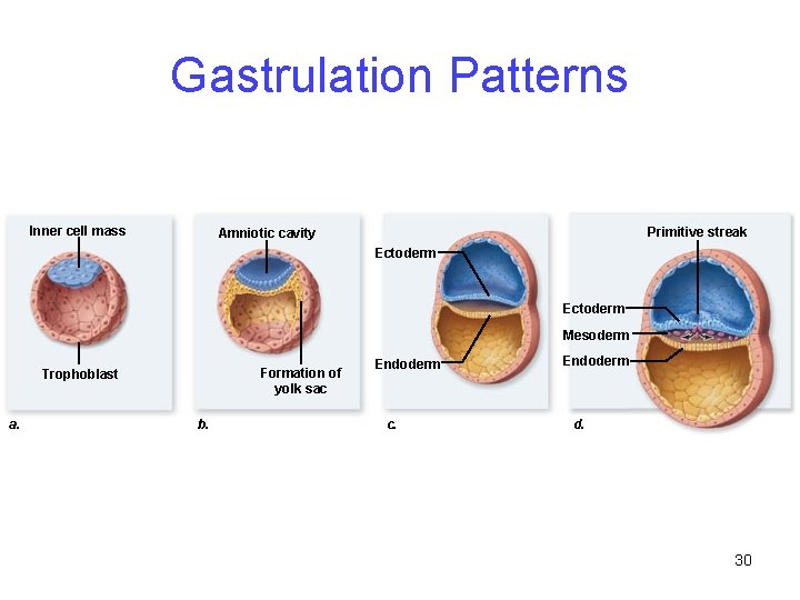 Gastrulation Patterns Inner cell mass Primitive streak Amniotic cavity Ectoderm Mesoderm Formation of yolk