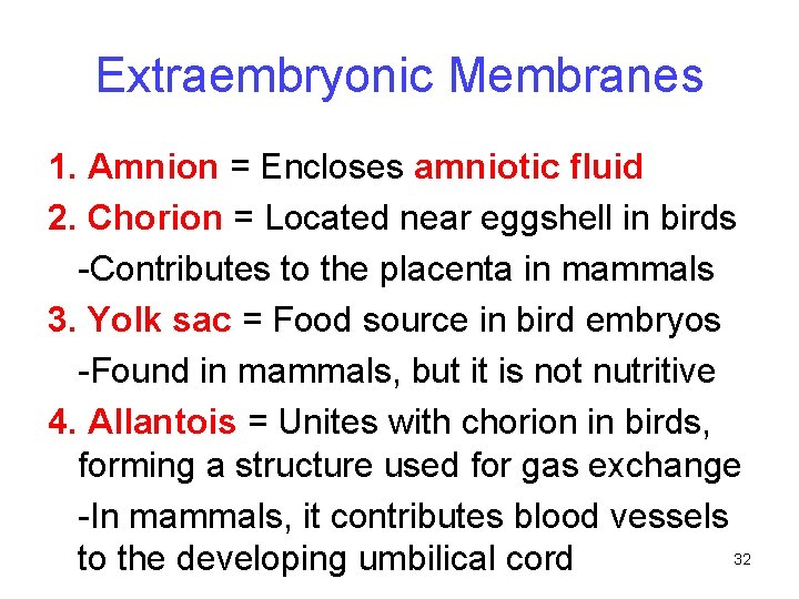 Extraembryonic Membranes 1. Amnion = Encloses amniotic fluid 2. Chorion = Located near eggshell