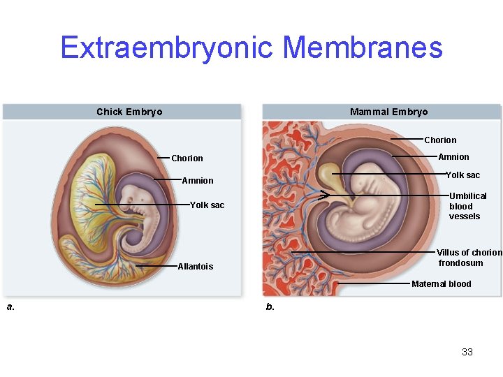 Extraembryonic Membranes Chick Embryo Mammal Embryo Chorion Amnion Chorion Yolk sac Amnion Umbilical blood