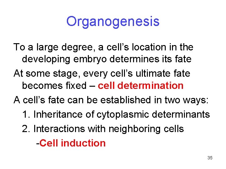 Organogenesis To a large degree, a cell’s location in the developing embryo determines its