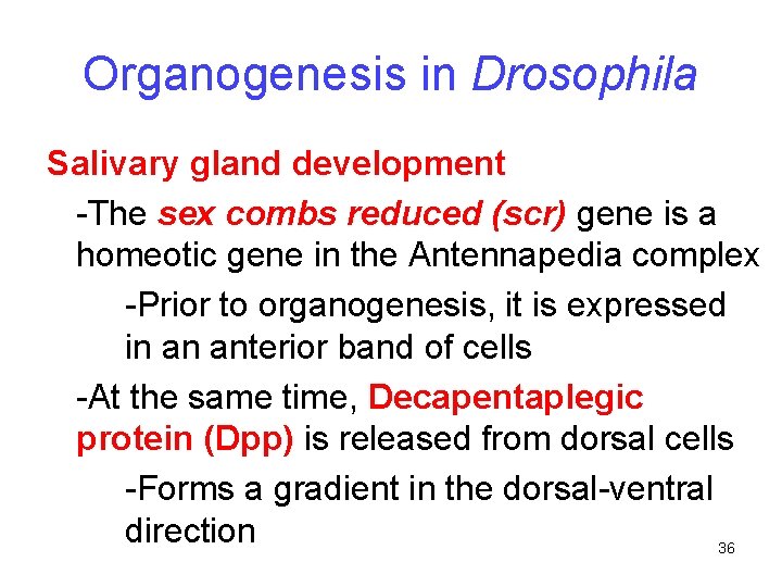 Organogenesis in Drosophila Salivary gland development -The sex combs reduced (scr) gene is a