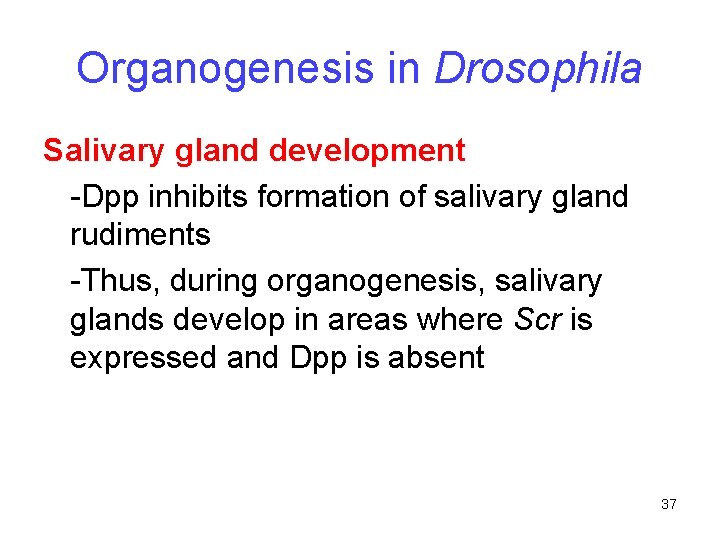 Organogenesis in Drosophila Salivary gland development -Dpp inhibits formation of salivary gland rudiments -Thus,