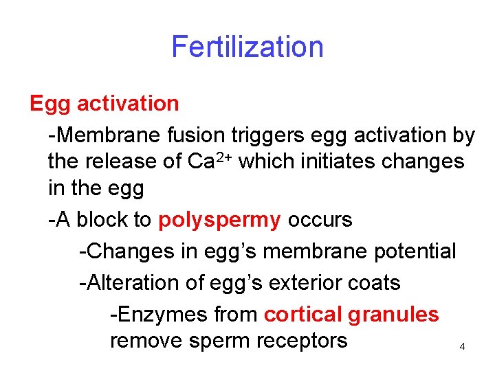 Fertilization Egg activation -Membrane fusion triggers egg activation by the release of Ca 2+