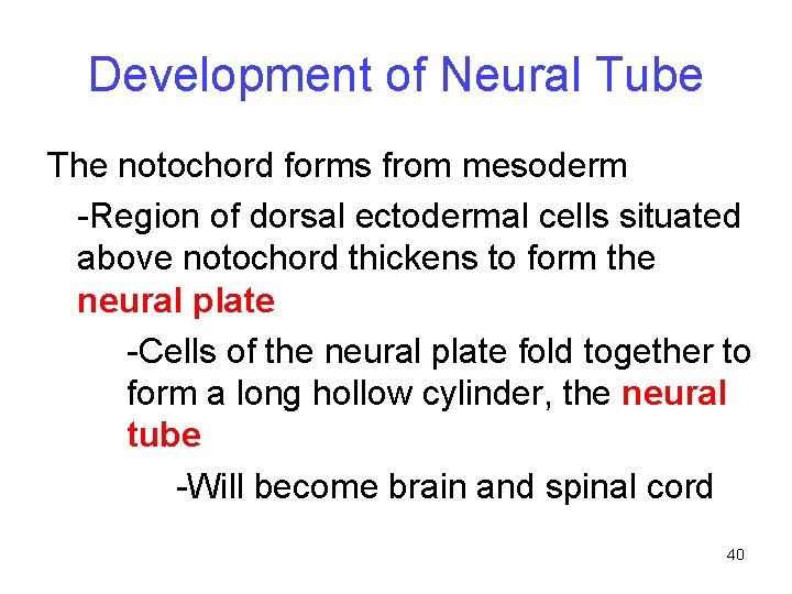 Development of Neural Tube The notochord forms from mesoderm -Region of dorsal ectodermal cells