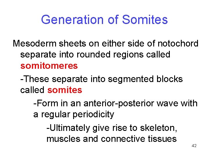 Generation of Somites Mesoderm sheets on either side of notochord separate into rounded regions