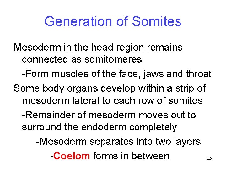 Generation of Somites Mesoderm in the head region remains connected as somitomeres -Form muscles