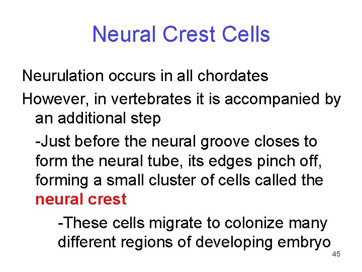 Neural Crest Cells Neurulation occurs in all chordates However, in vertebrates it is accompanied