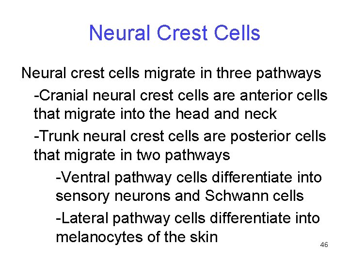 Neural Crest Cells Neural crest cells migrate in three pathways -Cranial neural crest cells