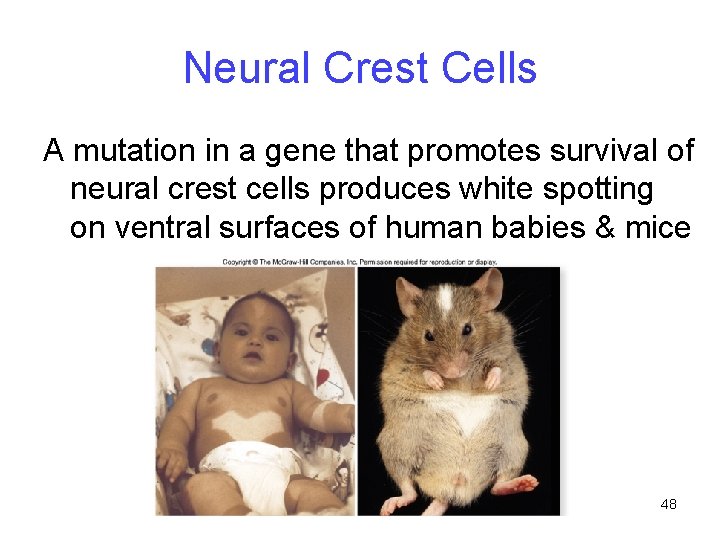 Neural Crest Cells A mutation in a gene that promotes survival of neural crest