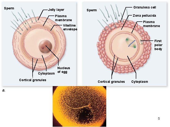 Sperm Jelly layer Granulosa cell Sperm Zona pellucida Plasma membrane Vitelline envelope First polar
