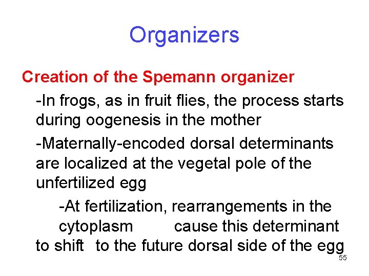 Organizers Creation of the Spemann organizer -In frogs, as in fruit flies, the process