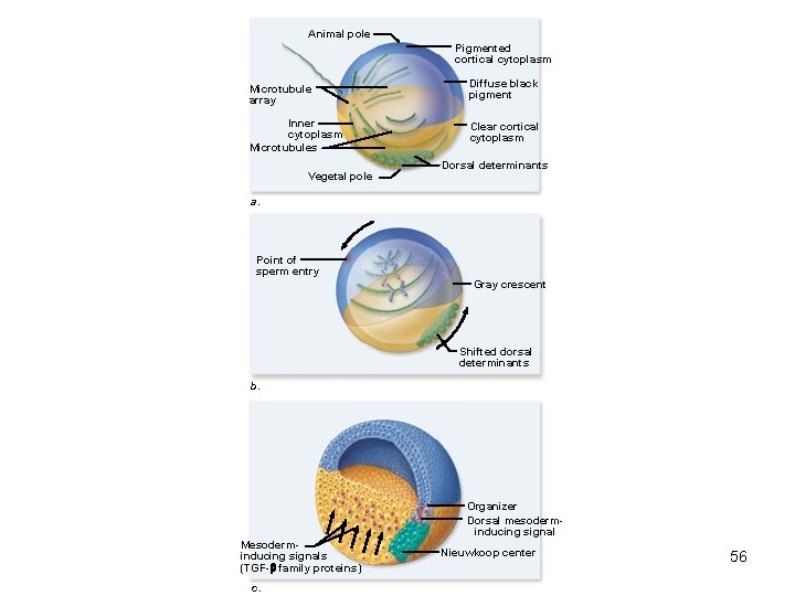 Animal pole Pigmented cortical cytoplasm Microtubule array Diffuse black pigment Inner cytoplasm Microtubules Clear